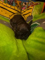 BRITNEY brindle girl , a female French Bulldog for sale in The Villages, FL – 1 of 6