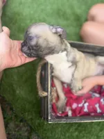 Fiona Frenchie, a female French Bulldog for sale in Ocala, FL – 2 of 6