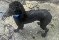 Julie, a female Poodle - Standard  for sale in Ocala, FL – Photo 3 of 4