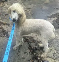 Julie, a female Poodle - Standard  for sale in Ocala, FL – Photo 1 of 4