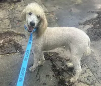 Julie, a female Poodle - Standard  for sale in Ocala, FL – Photo 4 of 4