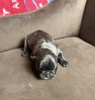 BRITNEY brindle girl , a female French Bulldog for sale in The Villages, FL – 1 of 7