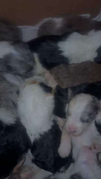 Jillian Merle parti flashy!!, a female Old English Sheepdog and Poodle - Multi-Colored Standard for sale in The Villages, FL – 3 of 3
