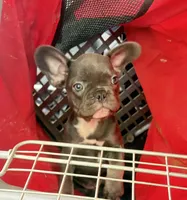 Gemma  $1125 lilac & tan, a female French Bulldog for sale in The Villages, FL – 2 of 9