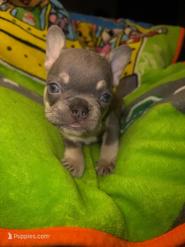 Laila lilac & fawn – French Bulldog puppy for sale in The Villages, FL