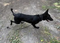 Storm -AKC, a female German Shepherd Dog for sale in The Villages, FL – 2 of 6