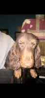 Maise litter, a  Miniature Dachshund for sale in Ocala, FL – Photo 2 of 5