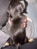 Little pookie, a female Miniature Dachshund for sale in Ocala, FL – Photo 2 of 2