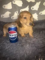 Maise litter, a  Miniature Dachshund for sale in Ocala, FL – Photo 4 of 5