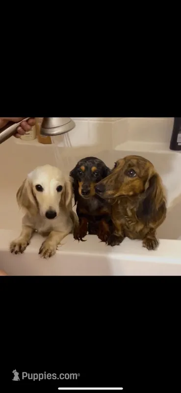 Maise litter – Miniature Dachshund puppy for sale in Ocala, FL