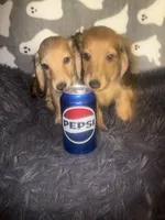 Maise litter, a  Miniature Dachshund for sale in Ocala, FL – Photo 3 of 5