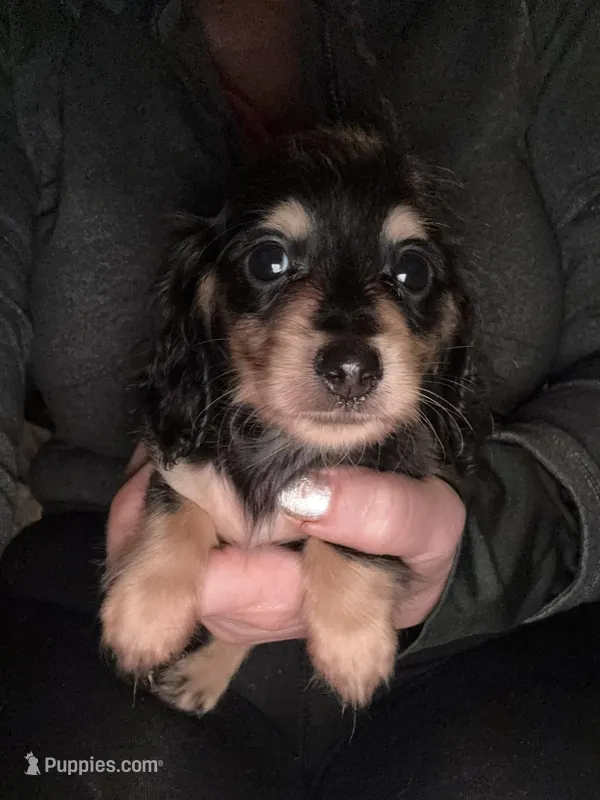 Little pookie – Miniature Dachshund puppy for sale in Ocala, FL