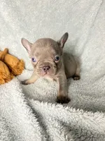 MAX  lilac tan $1800, a male French Bulldog for sale in The Villages, FL – 1 of 8