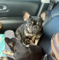 Henry the the chocolate and tan, a male French Bulldog for sale in The Villages, FL – 5 of 9
