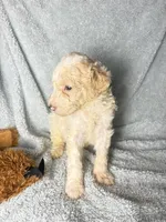 Sparky gold and white parti $1100, a male Poodle - Multi-Colored Standard and Pyredoodle for sale in The Villages, FL – 3 of 3