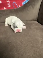 GHOST Merle pied boy, a male French Bulldog for sale in The Villages, FL – 3 of 10