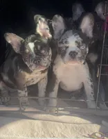 Prancer, a male French Bulldog for sale in Ocala, FL – Photo 8 of 10