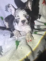 Prancer, a male French Bulldog for sale in Ocala, FL – Photo 10 of 10