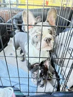 Prancer, a male French Bulldog for sale in Ocala, FL – Photo 7 of 10