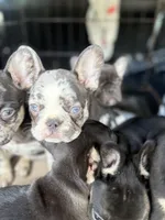 Prancer, a male French Bulldog for sale in Ocala, FL – Photo 9 of 10