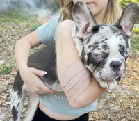 Prancer, a male French Bulldog for sale in Ocala, FL – Photo 1 of 10