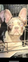 Prancer, a male French Bulldog for sale in Ocala, FL – Photo 2 of 10