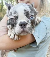 Prancer, a male French Bulldog for sale in Ocala, FL – Photo 3 of 10