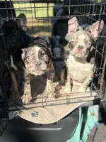 Prancer, a male French Bulldog for sale in Ocala, FL – Photo 6 of 10