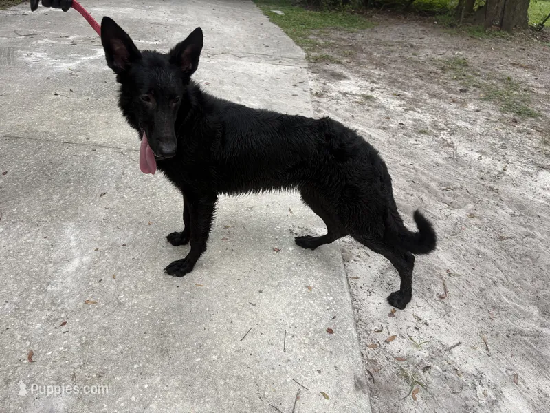 Storm German Shepherd  – German Shepherd Dog puppy on hold in The Villages, FL