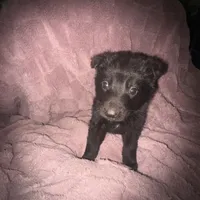 Ariel, a female German Shepherd Dog for sale in Ocala, FL – Photo 2 of 3