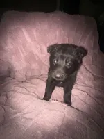 Ariel, a female German Shepherd Dog for sale in Ocala, FL – Photo 2 of 3