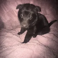 Ariel, a female German Shepherd Dog for sale in Ocala, FL – Photo 1 of 3