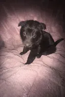 Ariel, a female German Shepherd Dog for sale in Ocala, FL – Photo 1 of 3