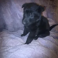 Ariel, a female German Shepherd Dog for sale in Ocala, FL – Photo 3 of 3