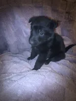 Ariel, a female German Shepherd Dog for sale in Ocala, FL – Photo 3 of 3