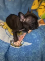 Barry black & tan, a male French Bulldog for sale in The Villages, FL – 2 of 6