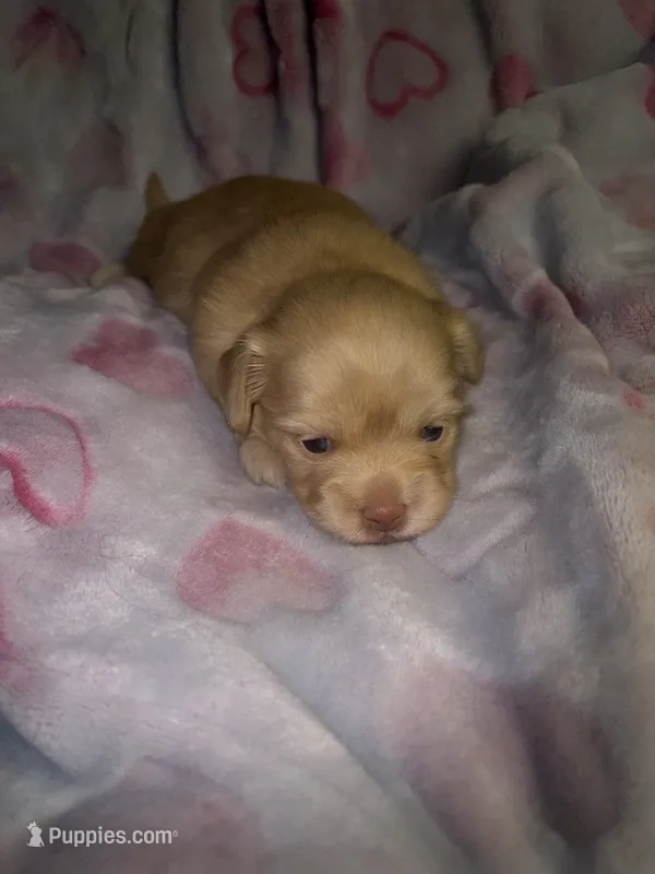Betty light golden  – Shih Tzu, Miniature Dachshund puppy for sale in The Villages, FL