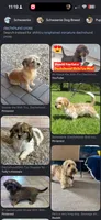 Gigi litter, a  Shih Tzu and Miniature Dachshund for sale in The Villages, FL – 5 of 5
