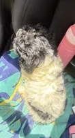Crystal black & white parti $650, a female Poodle - Multi-Colored Standard and Pyredoodle for sale in The Villages, FL – 3 of 10