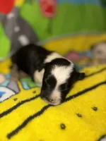 BEN black & white $1200, a male Old English Sheepdog and Poodle - Multi-Colored Standard for sale in The Villages, FL – 2 of 3
