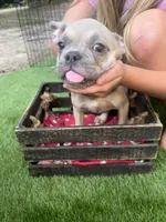 Sarah blue fawn, a female French Bulldog for sale in Ocala, FL – 4 of 4