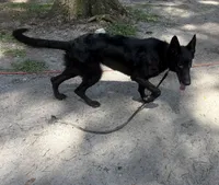 Storm AKC German Shepherd , a female German Shepherd Dog for sale in The Villages, FL – 3 of 7