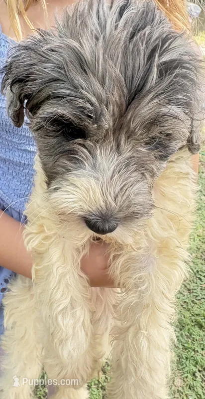 Sadie Merle parti color $650 – Poodle - Multi-Colored Standard, Pyredoodle puppy for sale in The Villages, FL