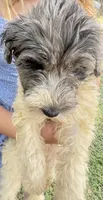 Sadie Merle parti color $650, a female Poodle - Multi-Colored Standard and Pyredoodle for sale in The Villages, FL – 1 of 5