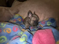 Baby blue fawn, a male French Bulldog for sale in The Villages, FL – 4 of 5