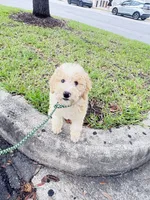 BOSS  gold and white parti $400 one HALF BLUE EYE, a male Poodle - Multi-Colored Standard and Pyredoodle for sale in The Villages, FL – 2 of 10