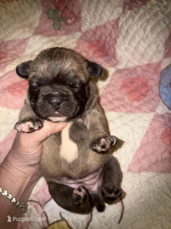 Fluffy girl  – French Bulldog puppy for sale in Ocala, FL
