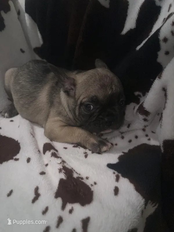 Fiona fawn girl  – French Bulldog puppy for sale in Ocala, FL