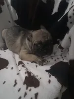 Fiona fawn girl , a female French Bulldog for sale in Ocala, FL – 1 of 5