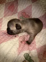 Fluffy girl , a female French Bulldog for sale in Ocala, FL – Photo 6 of 6